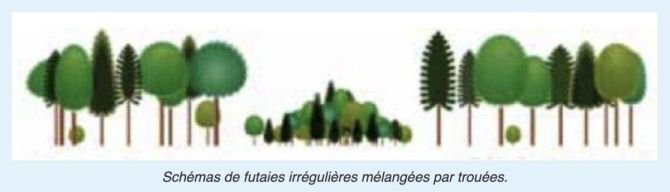 ASLFV - Futaies irrégulières mélangées par trouées